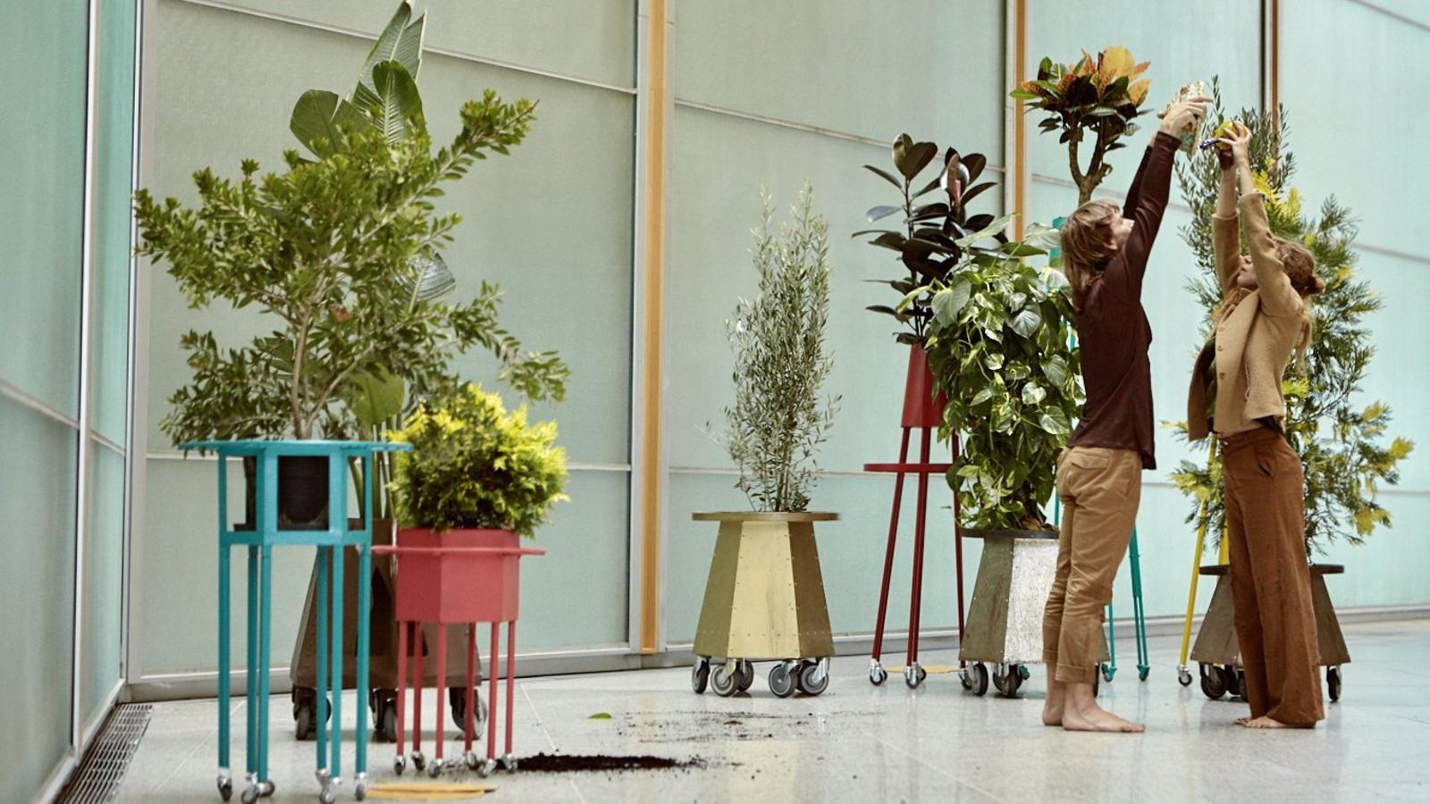 Los árboles de Bionic Festival de Teatros del Canal, plantados en centros escolares de Alcalá de Henares