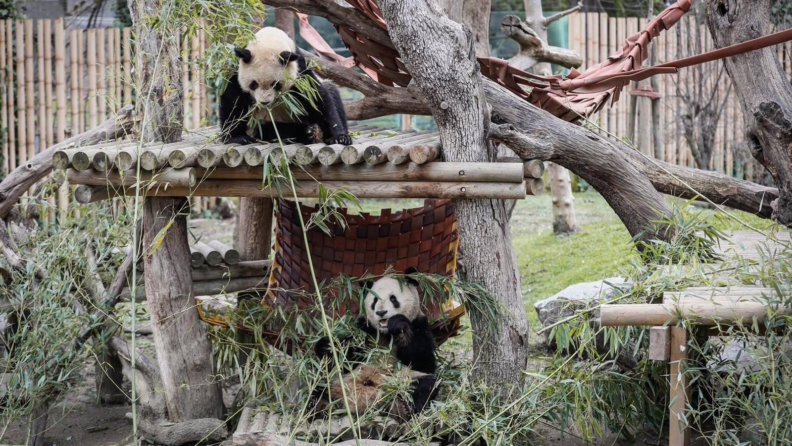 Madrid se despide de sus cinco osos panda y renueva compromiso con China para recibir dos más