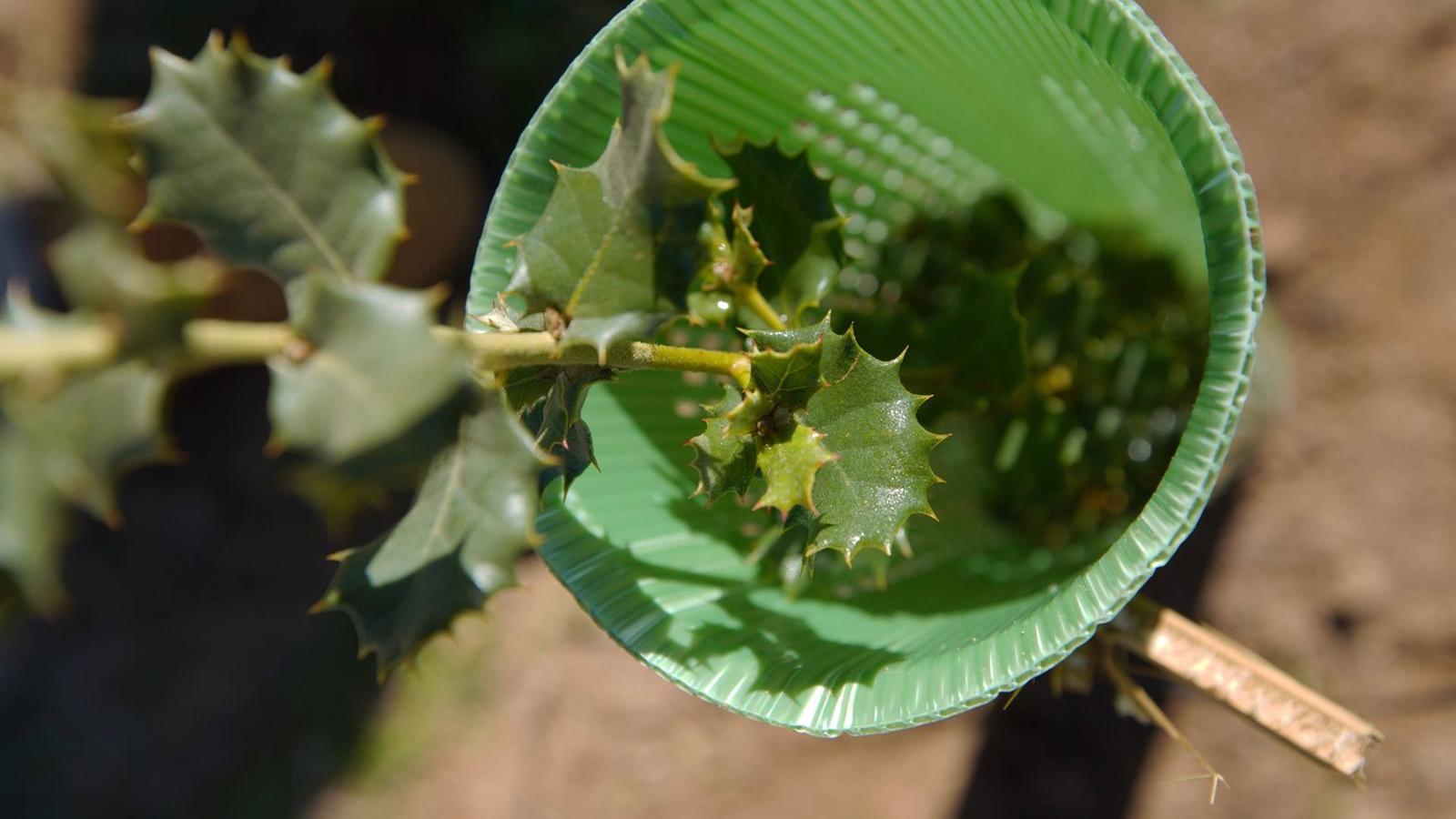 Las Rozas entra en el ranking de la FAO que reconoce la gestión del arbolado por cuarto año consecutivo