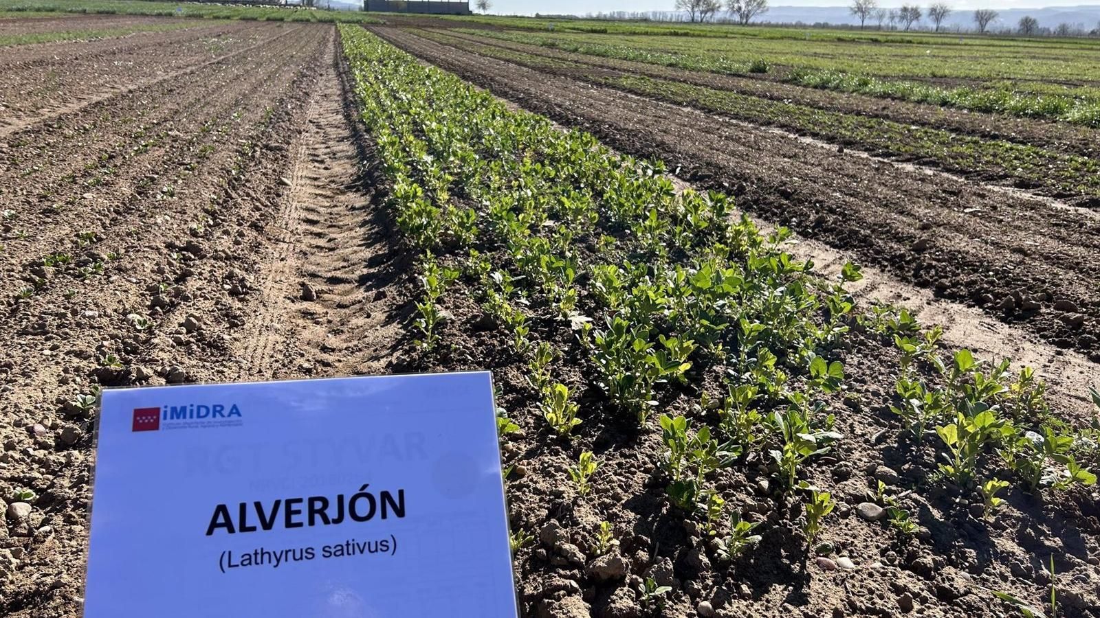 La Comunidad estudia nuevos cultivos para combatir la escasez de lluvias y aumentar la rentabilidad de los agricultores