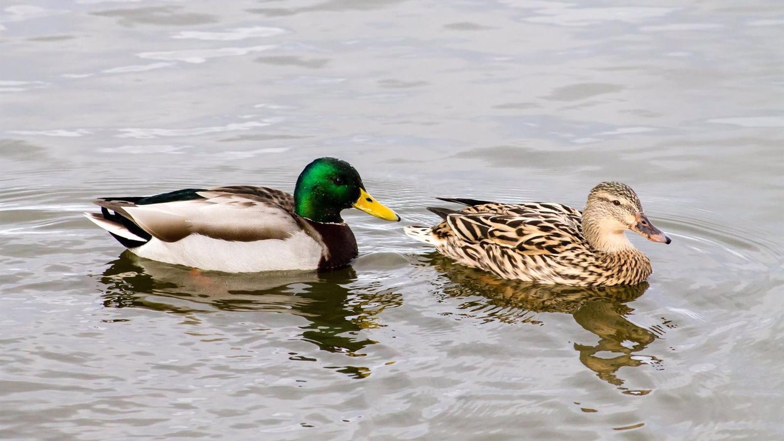 Alumnos de Alcalá componen una canción coincidiendo con la conmemoración del Día Mundial del Agua