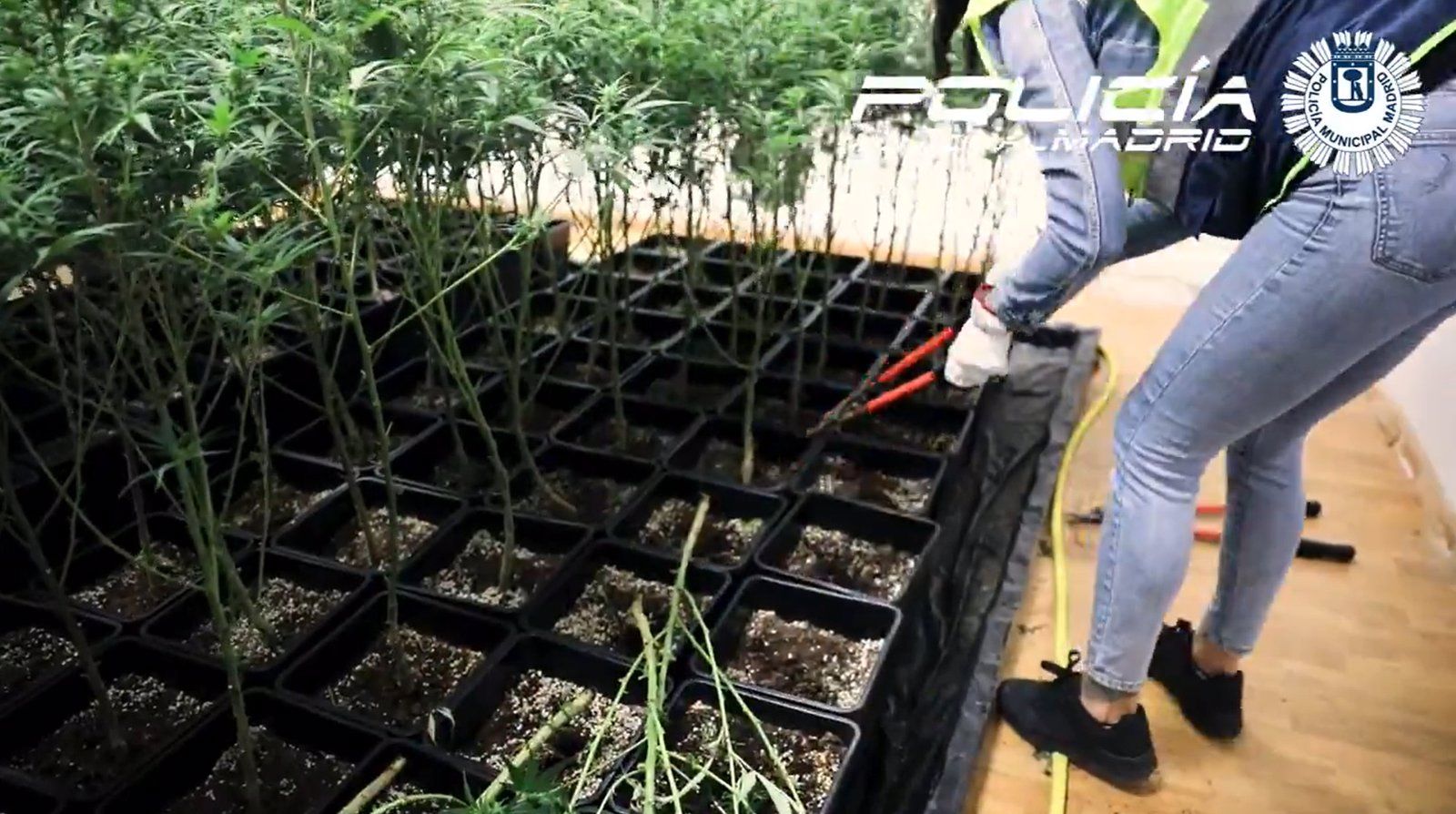 Localizan una plantación de marihuana en un edificio de oficinas en Carabanchel