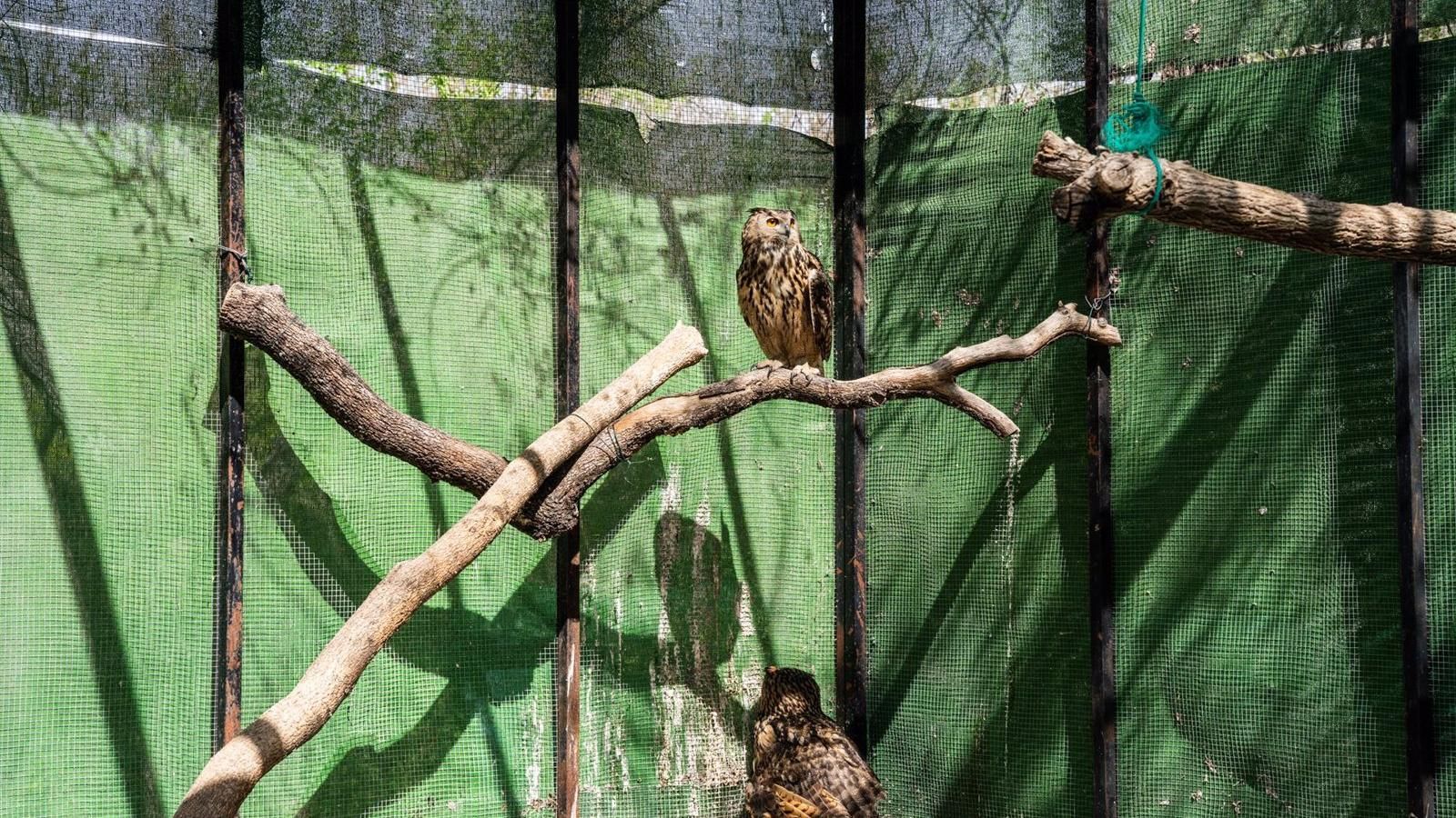 Un pollo de búho real rescatado en un instituto de Carabanchel