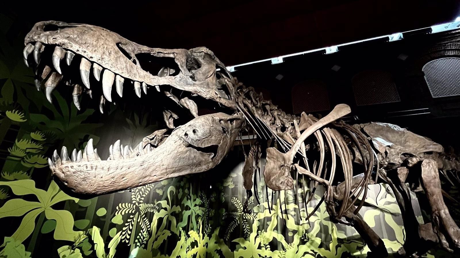 'Cazadores de dragones' en el Museo Arqueológico de Alcalá: Un Viaje a la Era de los Dinosaurios hasta el 12 de enero
