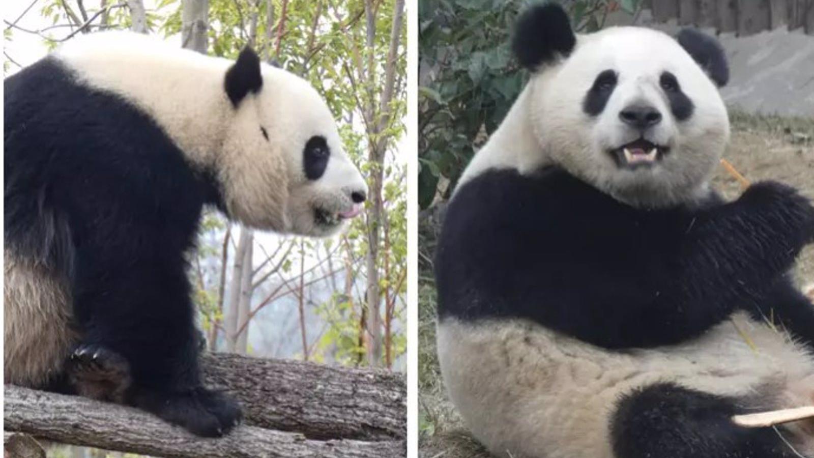 El Zoo Aquarium de Madrid recibe hoy a una nueva pareja de pandas, los hermanos Jin Xi y Zhu Yu