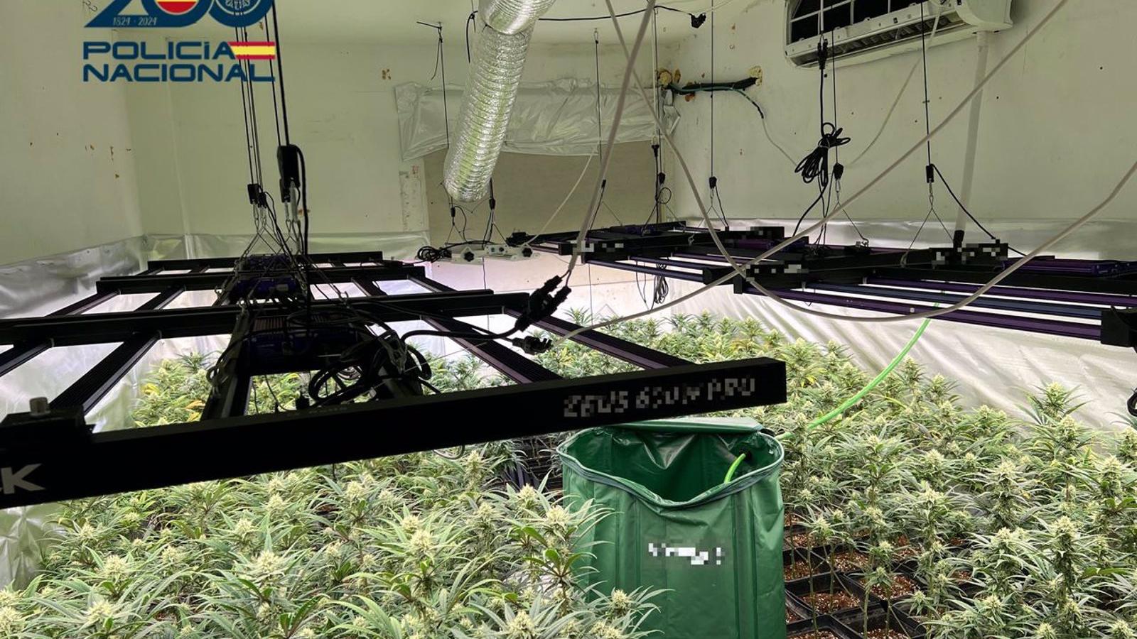 Sucesos.- Desmantelada una plantación indoor con 370 plantas de marihuana en un piso de Moratalaz