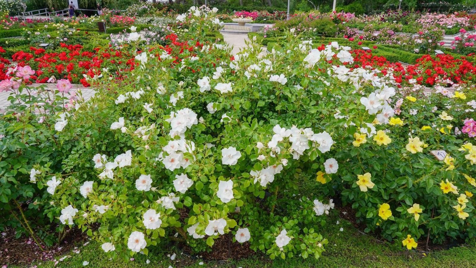 La Rosaleda del Parque del Oeste celebra su 68ª edición del concurso internacional de rosas