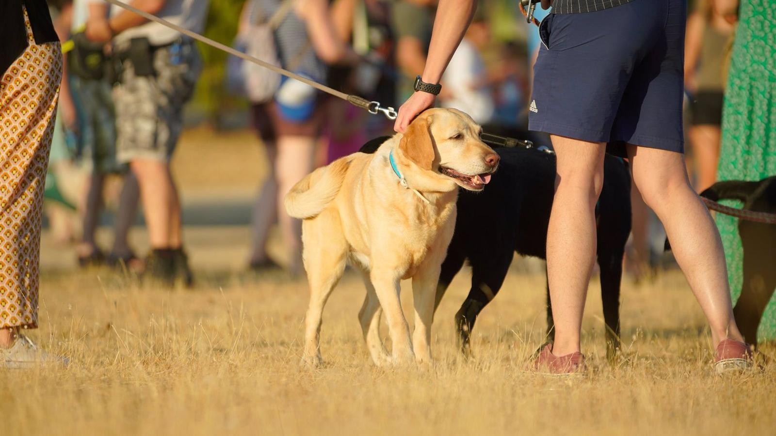 Variada agenda de actividades en Las Rozas para el último fin de semana de mayo