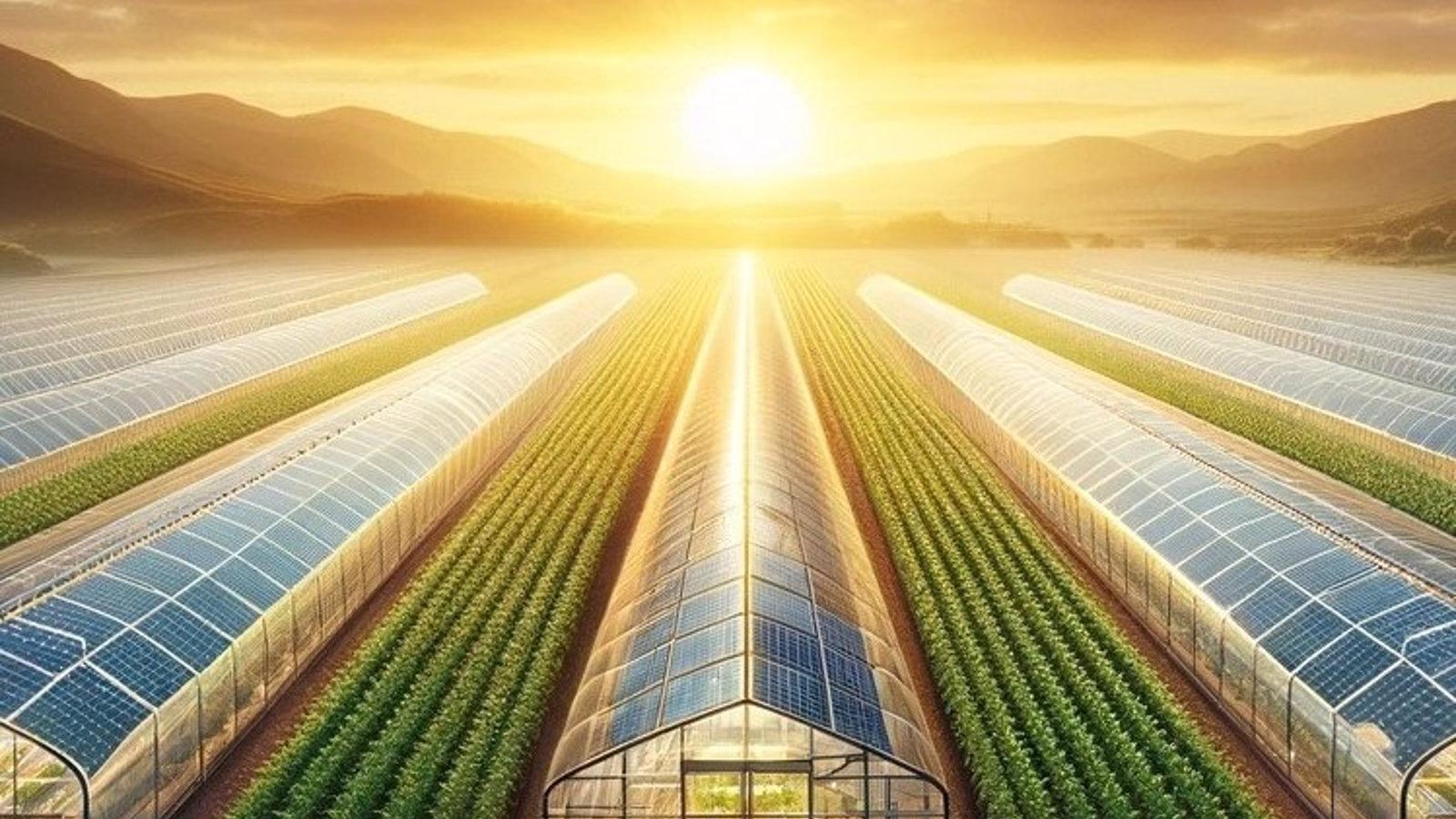 Solaris Vita, la startup universitaria que revoluciona la agrovoltaica