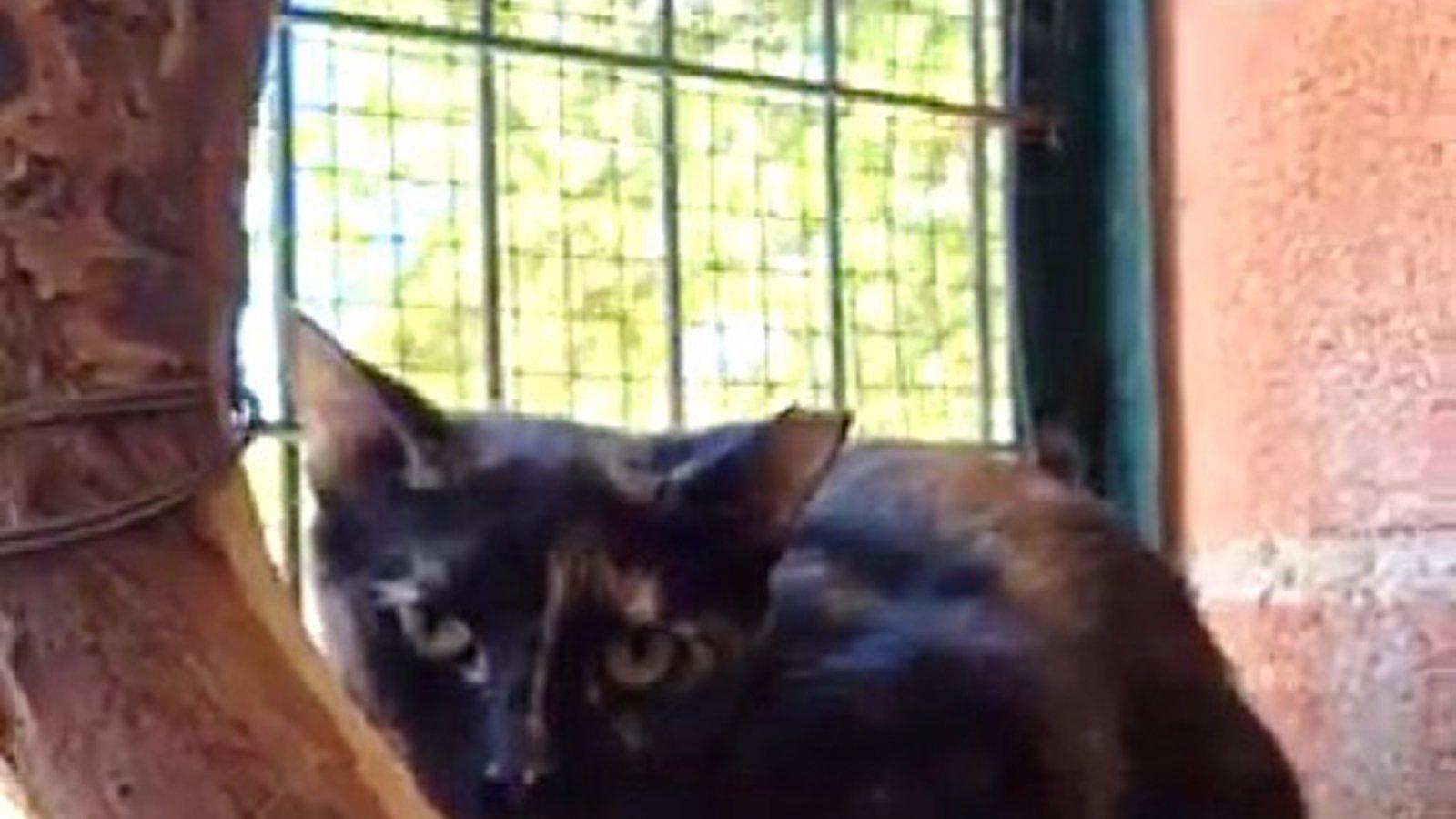 Getafe impulsa adopciones de mascotas con una nueva campaña