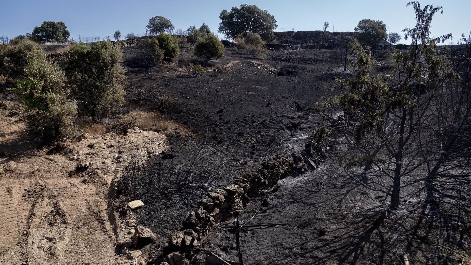 Los incendios forestales arrasan más de 1.100 hectáreas en Madrid este verano