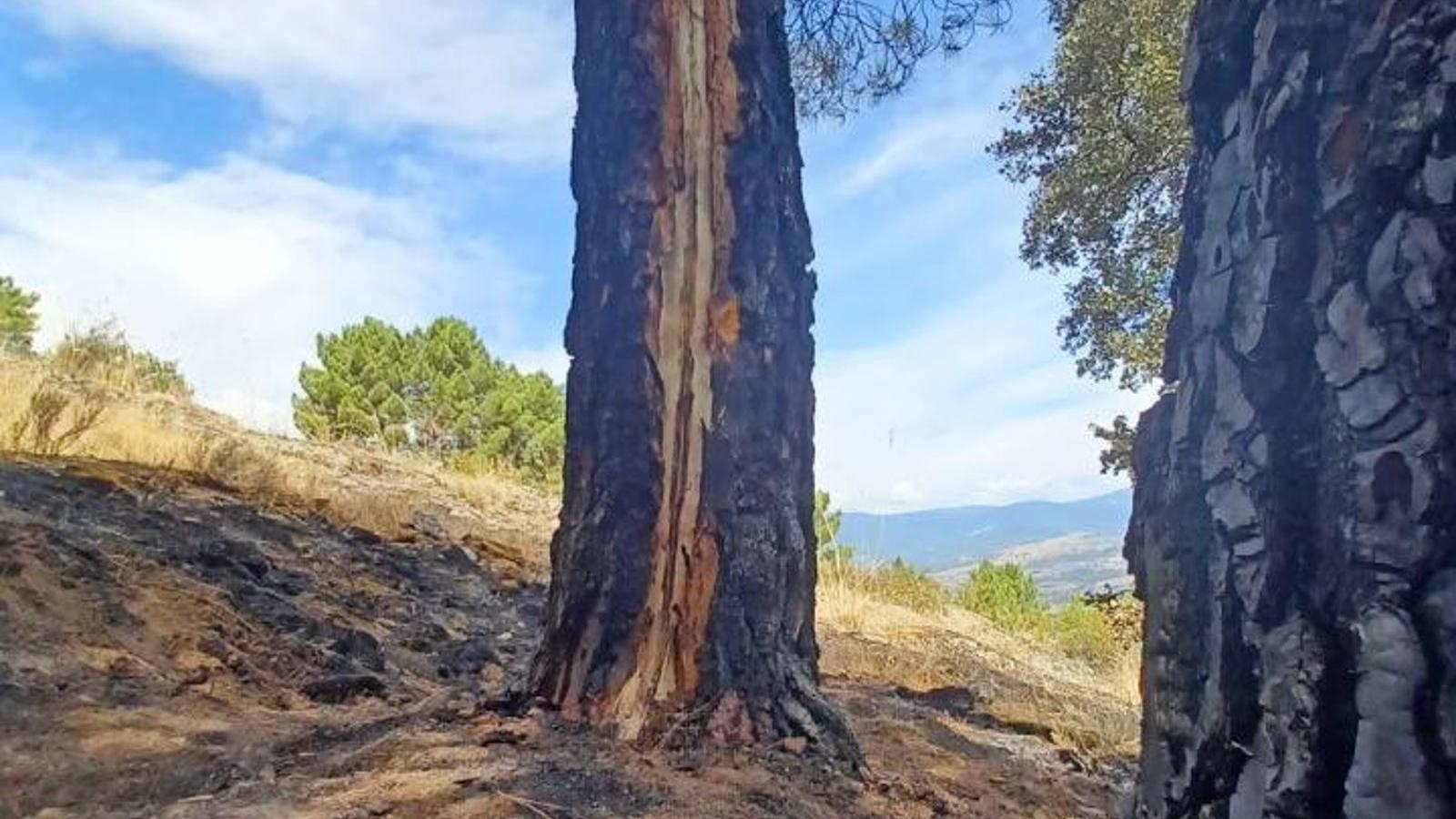 Rápida extinción de un incendio forestal en Puentes Viejas provocado por un rayo latente