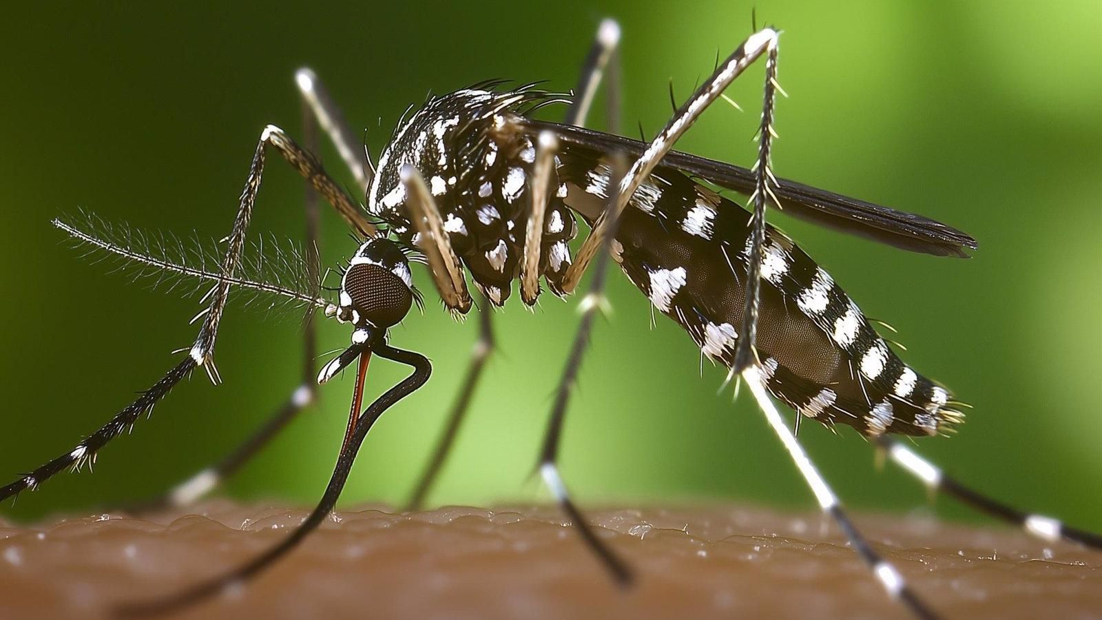 Las Rozas intensifica la lucha contra el mosquito tigre y solicita la colaboración vecinal