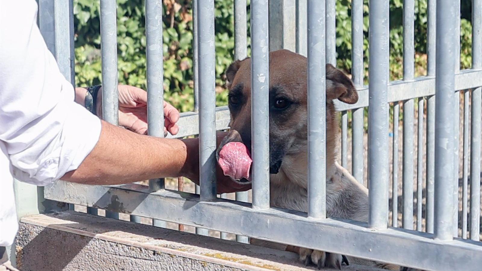 Más de 3.000 mascotas adoptadas en Madrid en la primera mitad del año