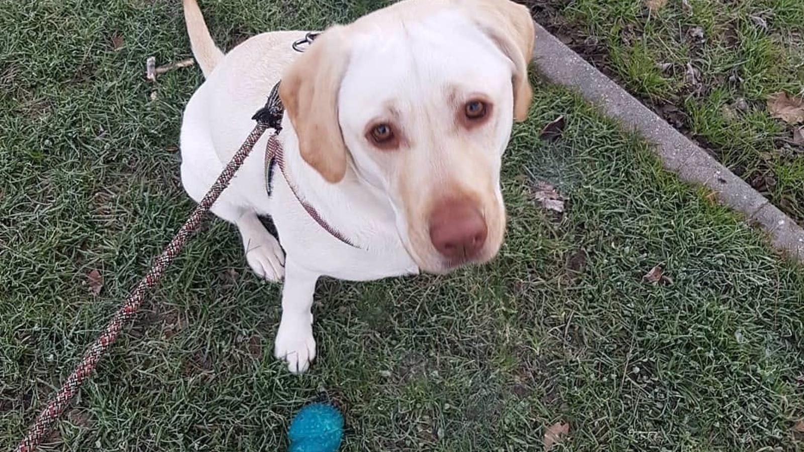 El 'Autobús más peludo' llega a Alcalá de Henares para fomentar la adopción animal