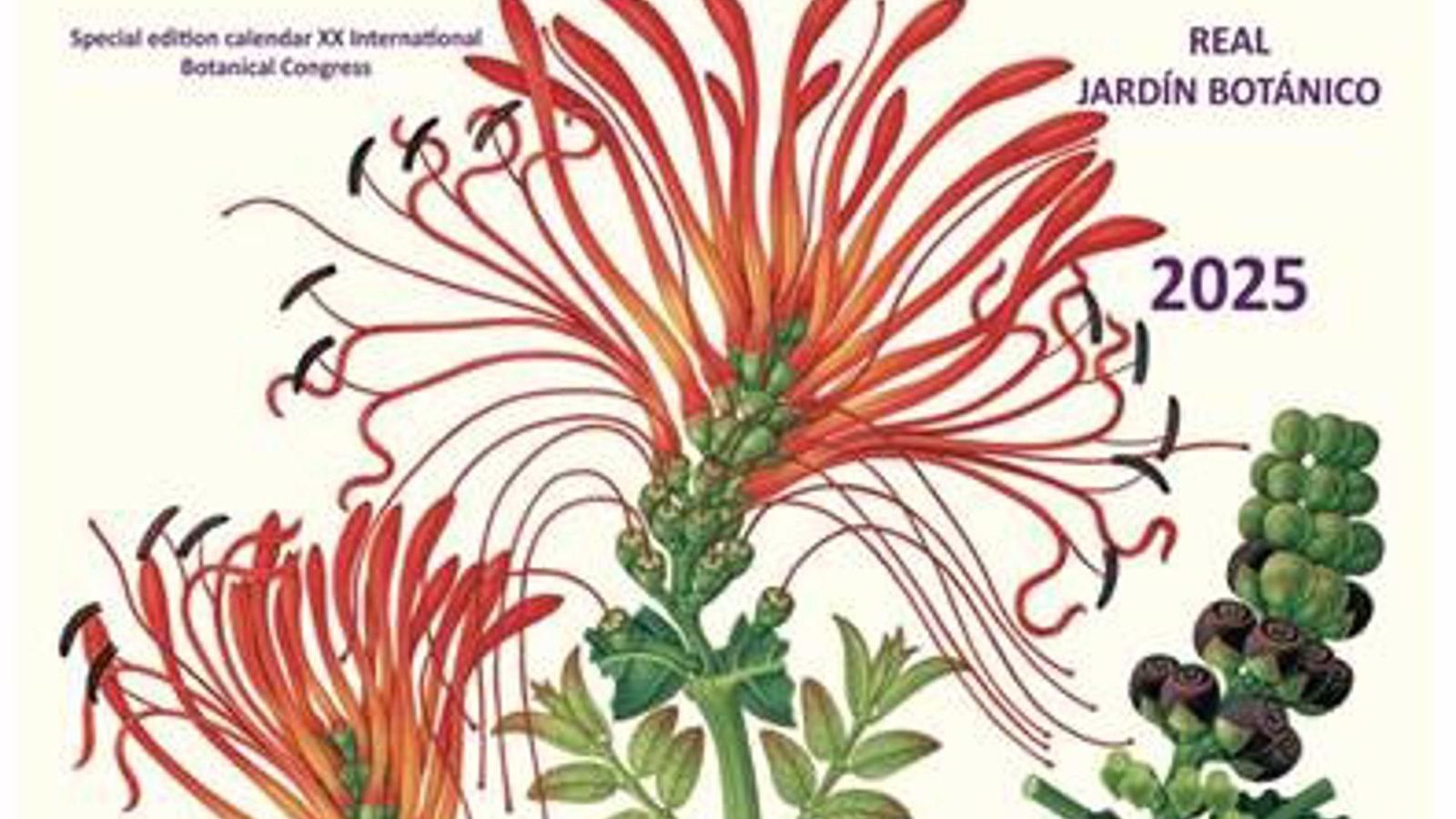 El Real Jardín Botánico lanza un calendario de arte botánico del siglo XVIII para 2025