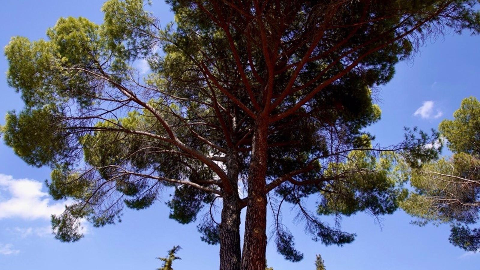 Un pino de más de 200 años de Las Rozas se une a la campaña #EUTreeTag