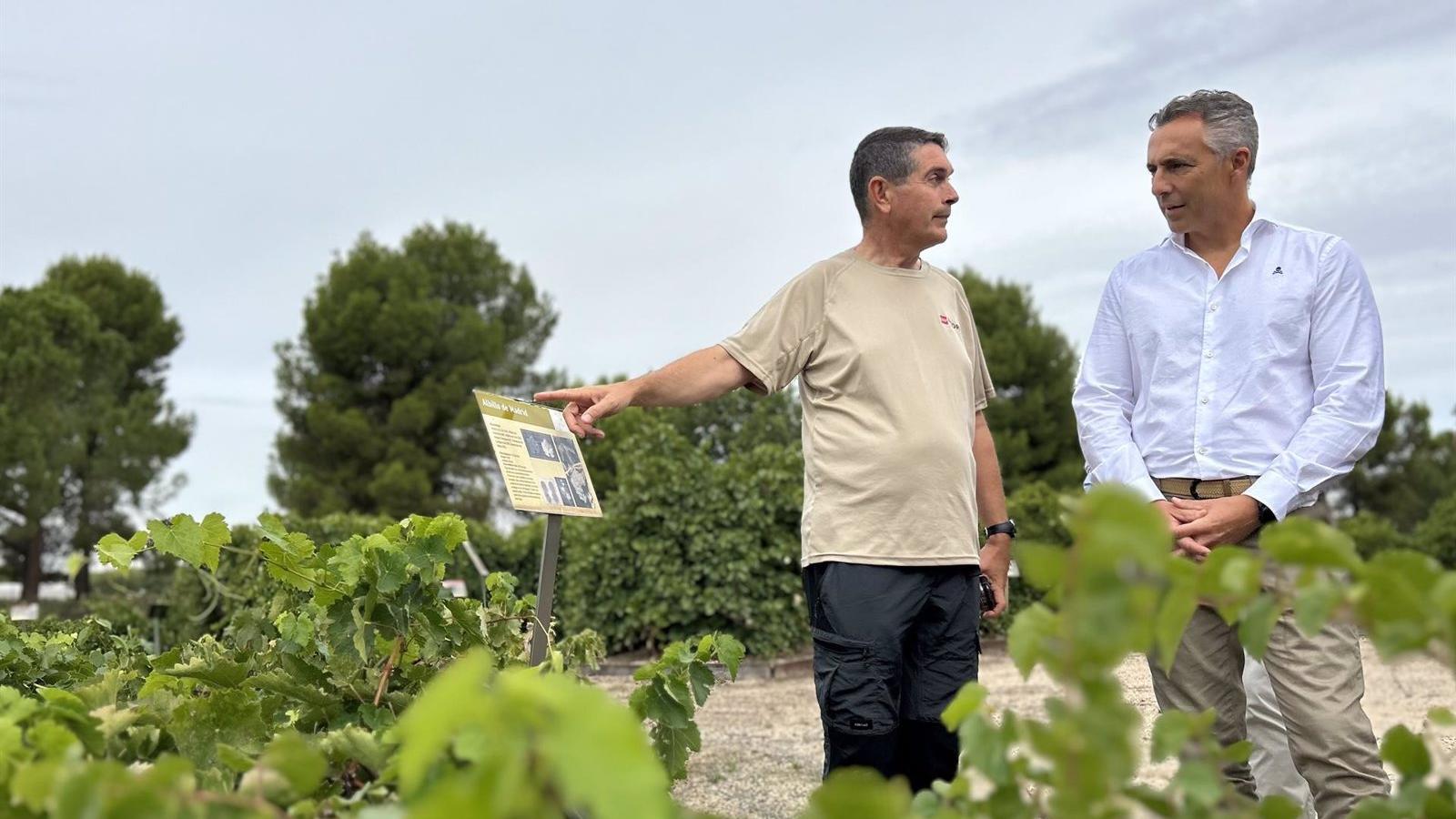 La Comunidad de Madrid impulsa la calidad del vino con el estudio de 20 variedades de vid