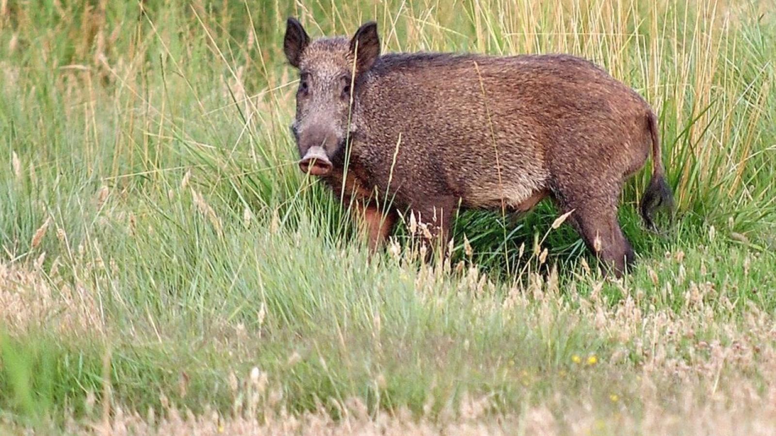 Madrid envía un equipo de Agentes Forestales a Barcelona para ayudar a frenar la peste porcina