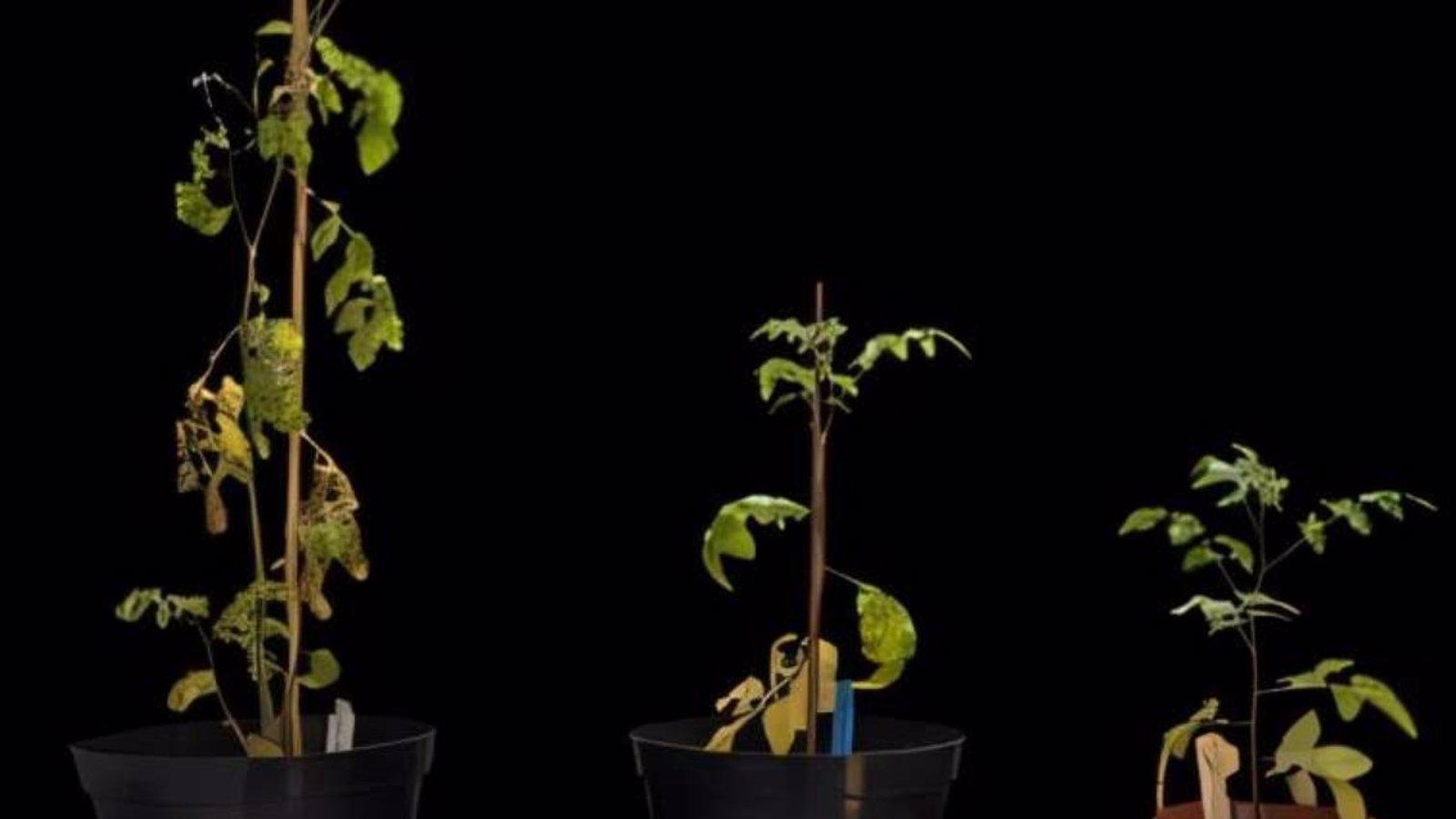 Factores que facilitan la domesticación de plantas