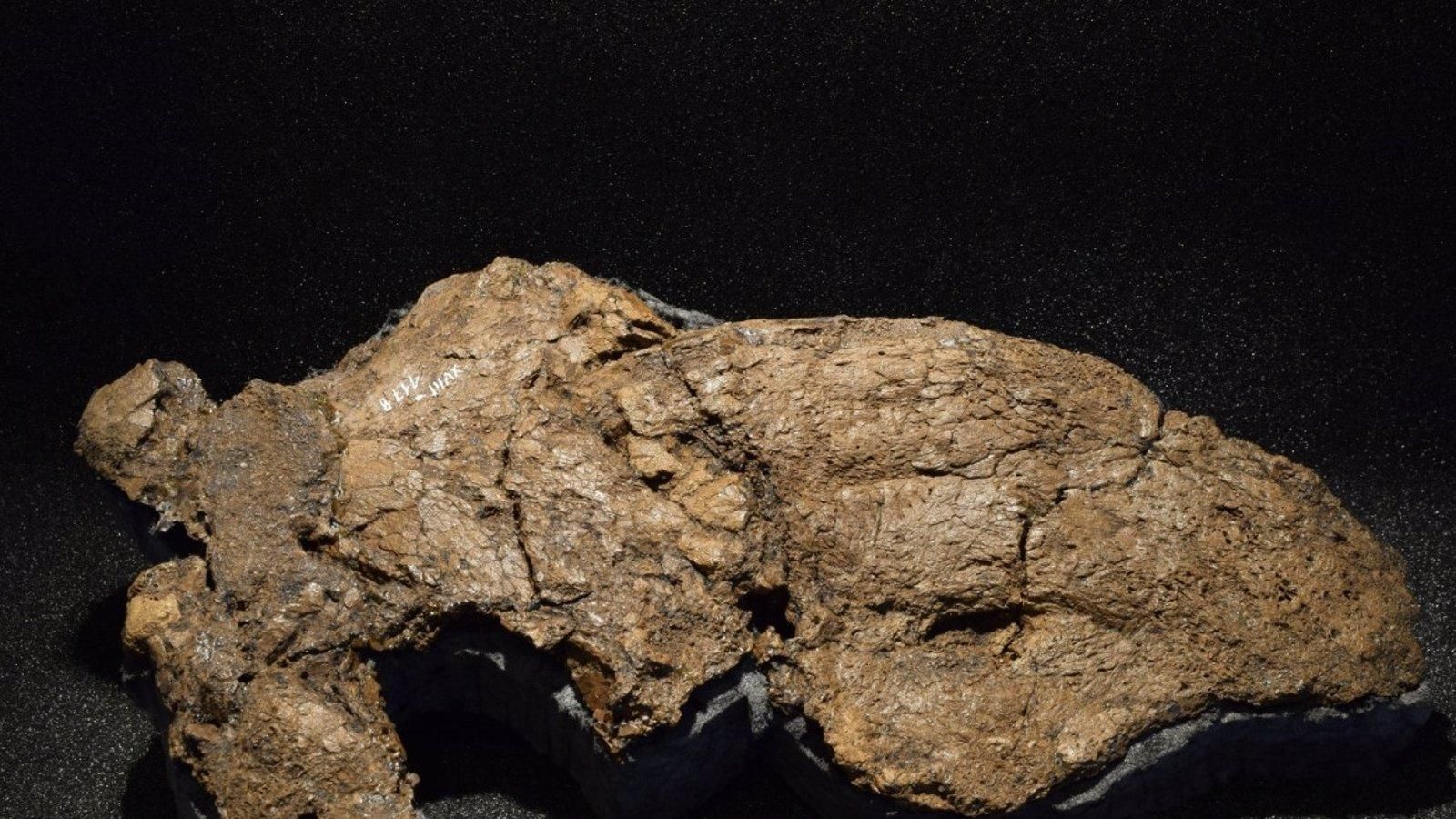 Un fósil mal identificado como cocodrilo resulta ser de un raro ave gigante del Eoceno