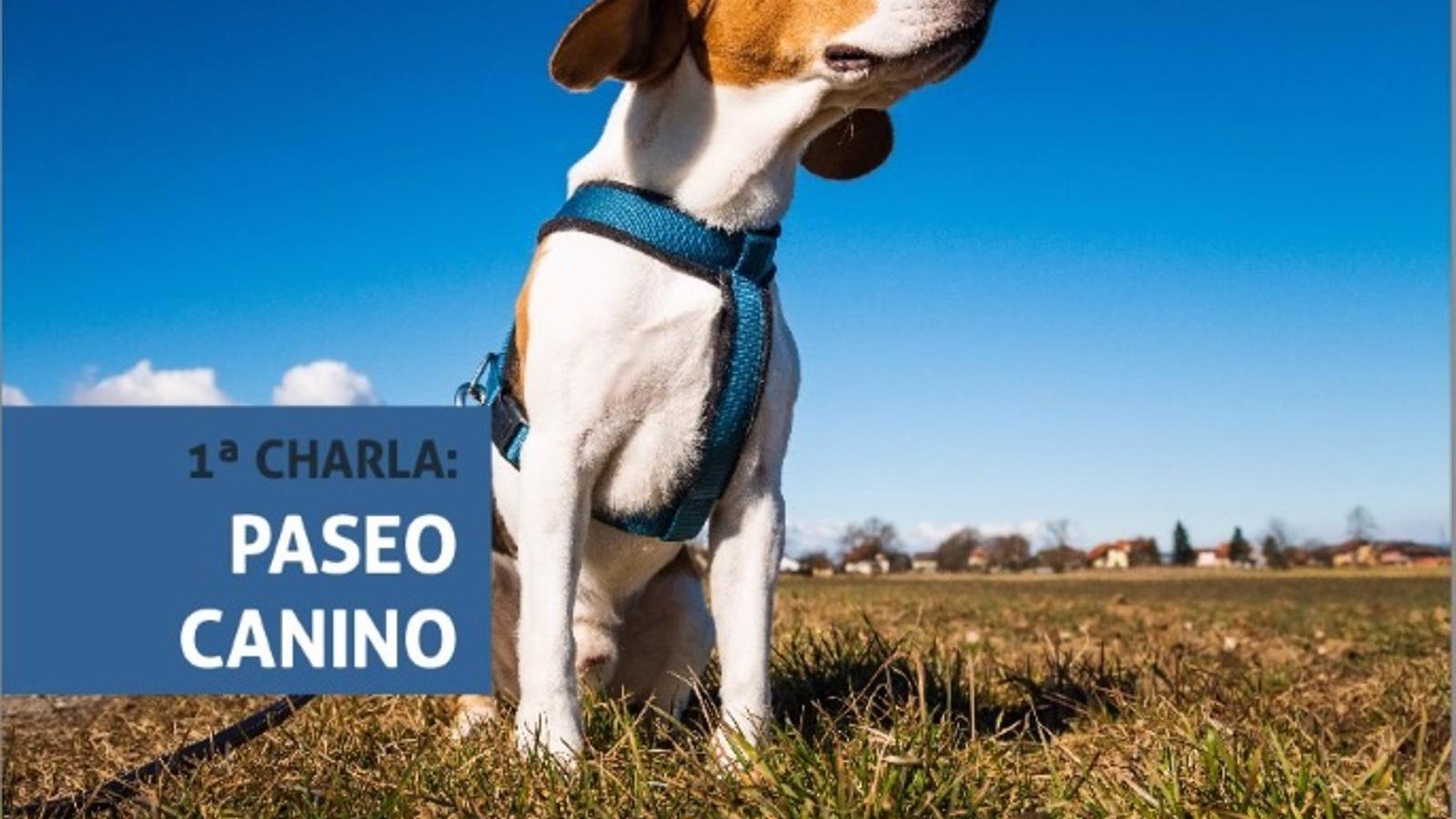 Charlas gratuitas sobre educación canina en Alcalá de Henares