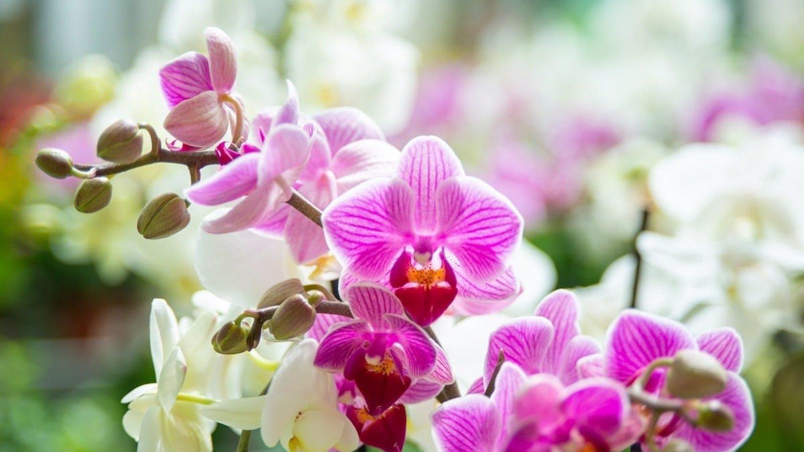 El truco casero para hacer florecer tus orquídeas