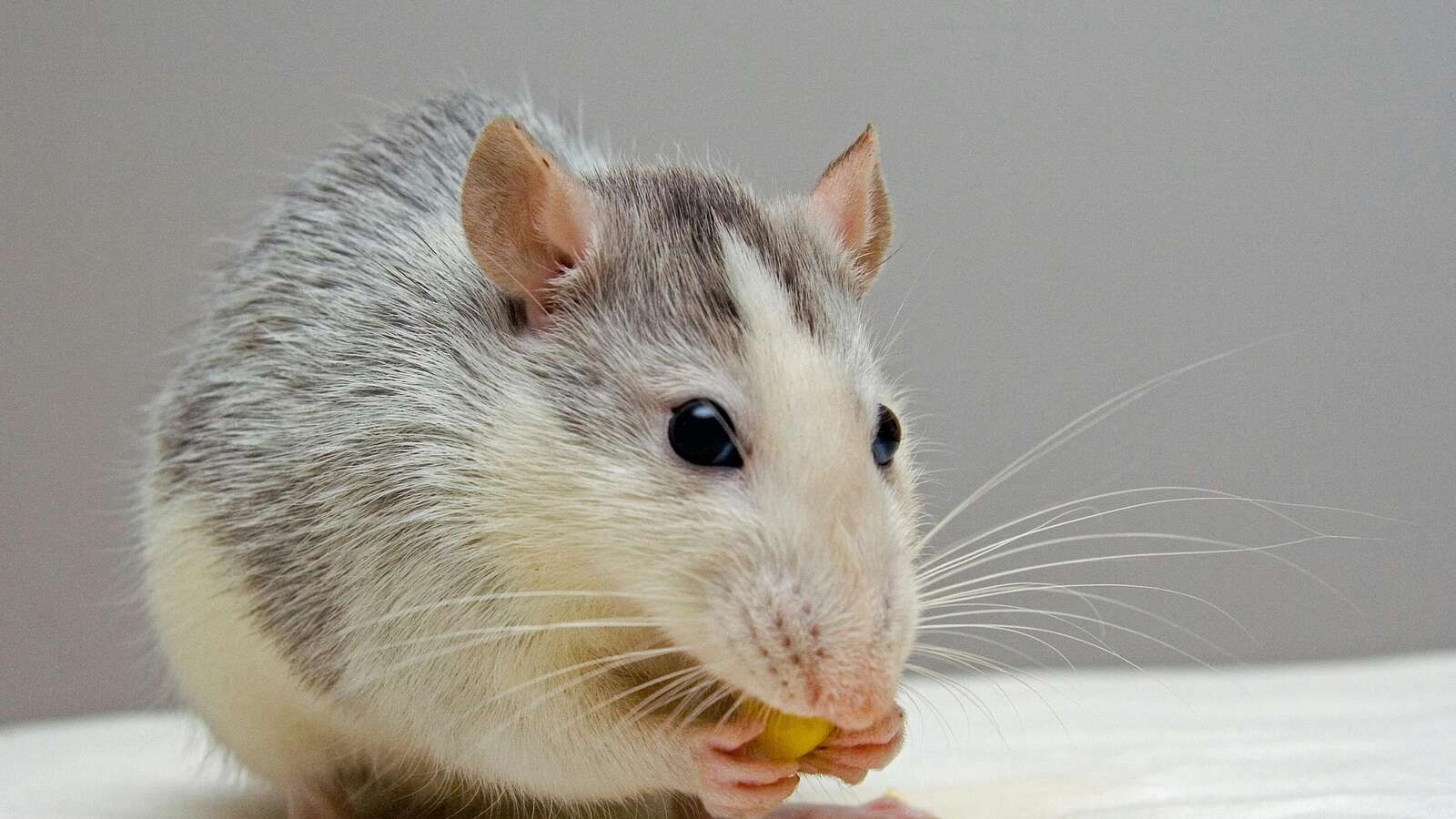 Los ratones machos y hembras prefieren estar cerca de ratones macho cuando su supervivencia se ve amenazada