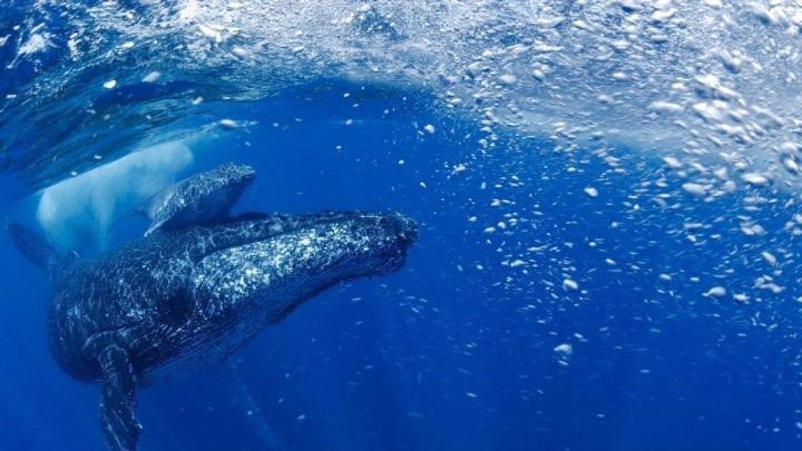 Descubren similitudes entre el canto de las ballenas y el lenguaje humano