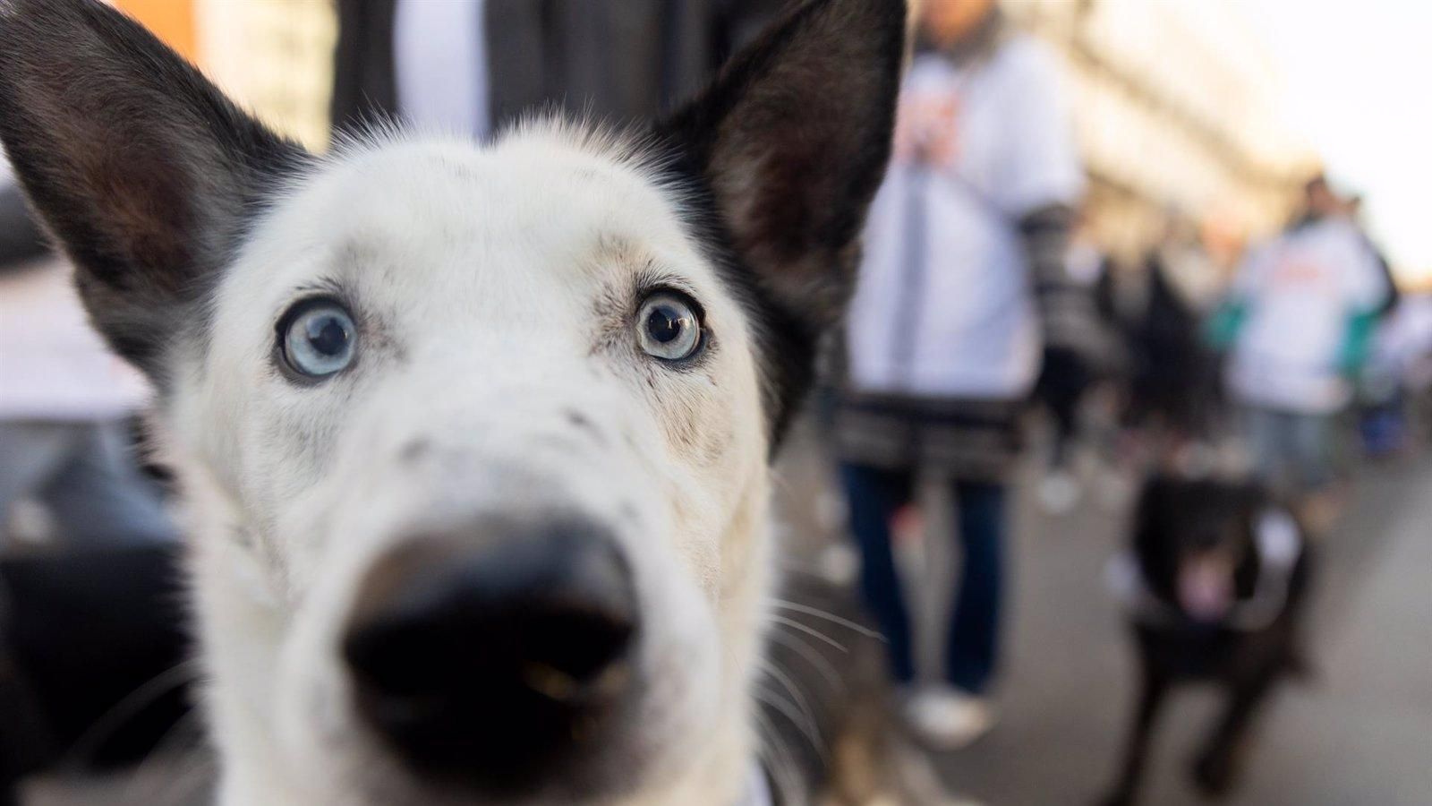 La tele también es cosa de los perros