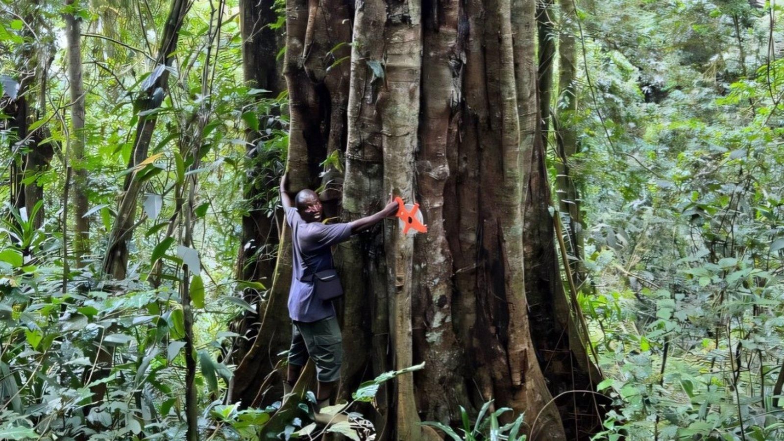 Descubren una nueva especie de árbol gigante tropical