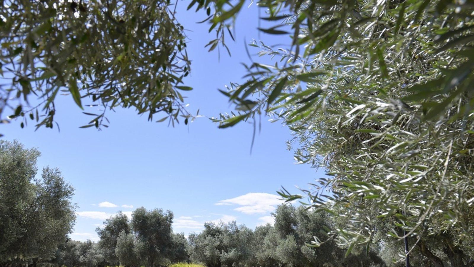 Los trabajos de recuperación en el entorno natural de Los Huertecillos finalizarán el próximo año