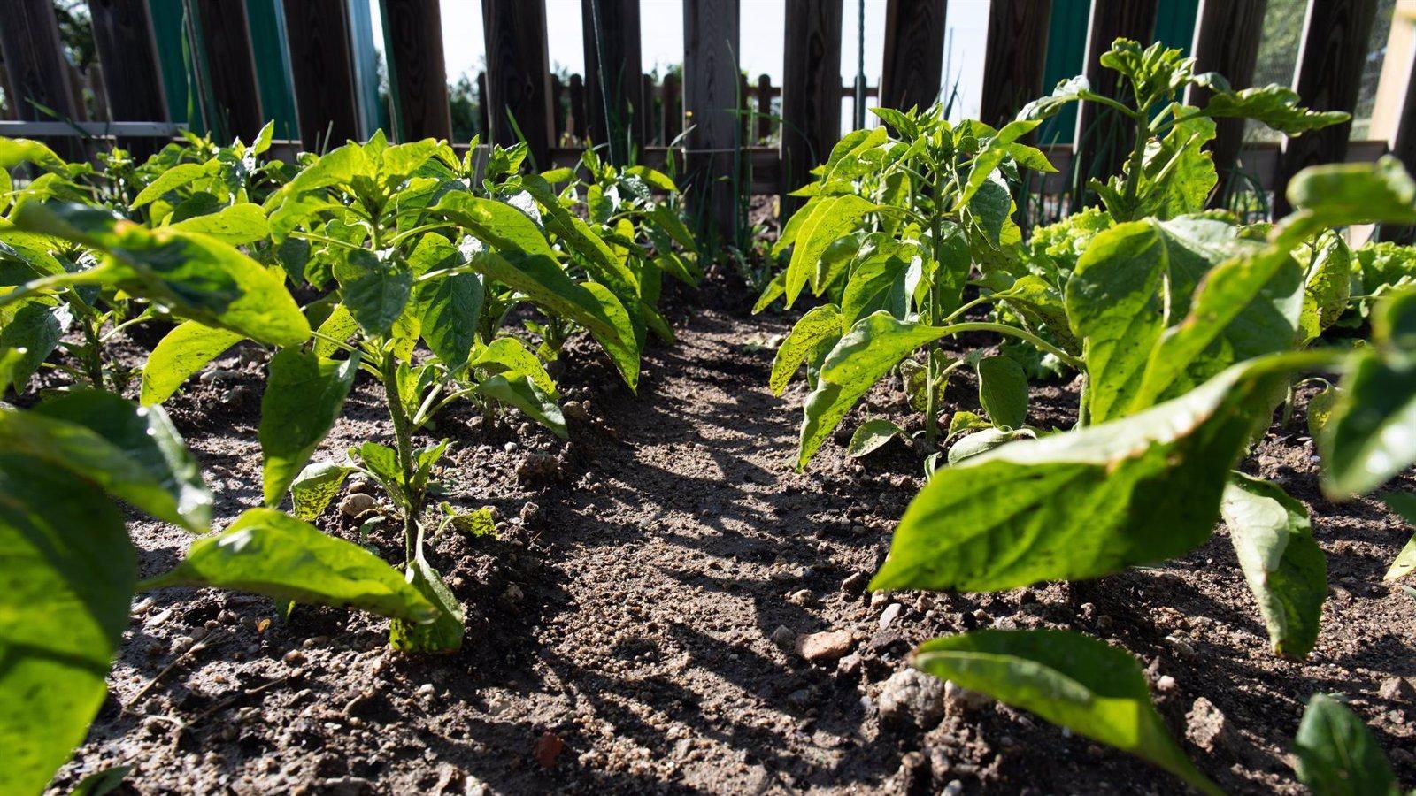 La Comunidad de Madrid destina un millón de euros a la cuarta edición de los ‘Innobonos’ agropecuarios