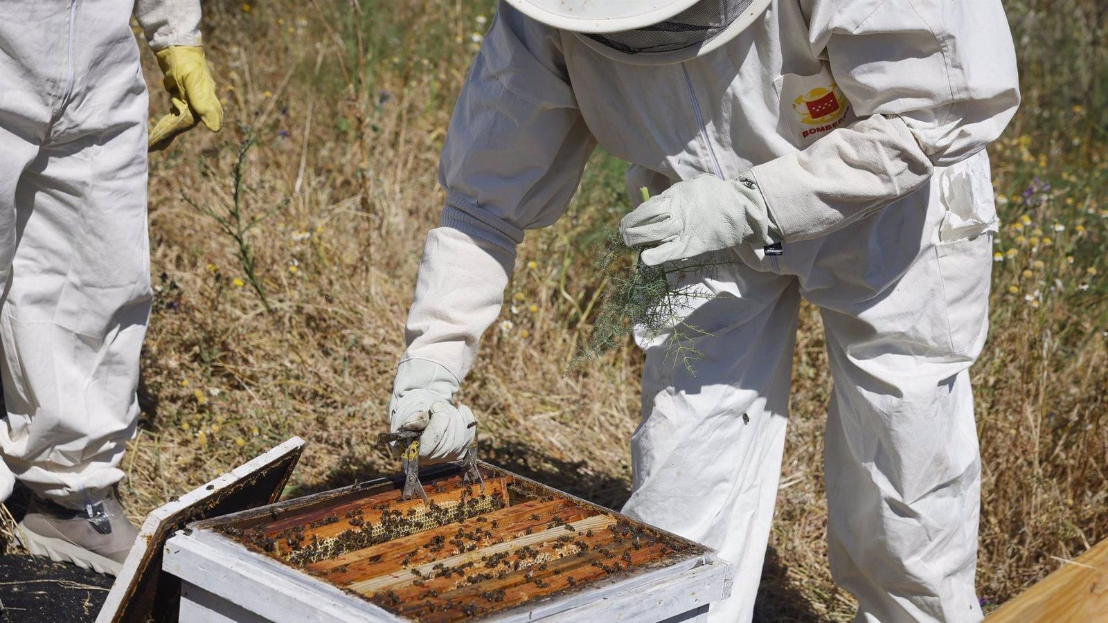 Las intervenciones por enjambres de abejas se disparan un 66% en la región