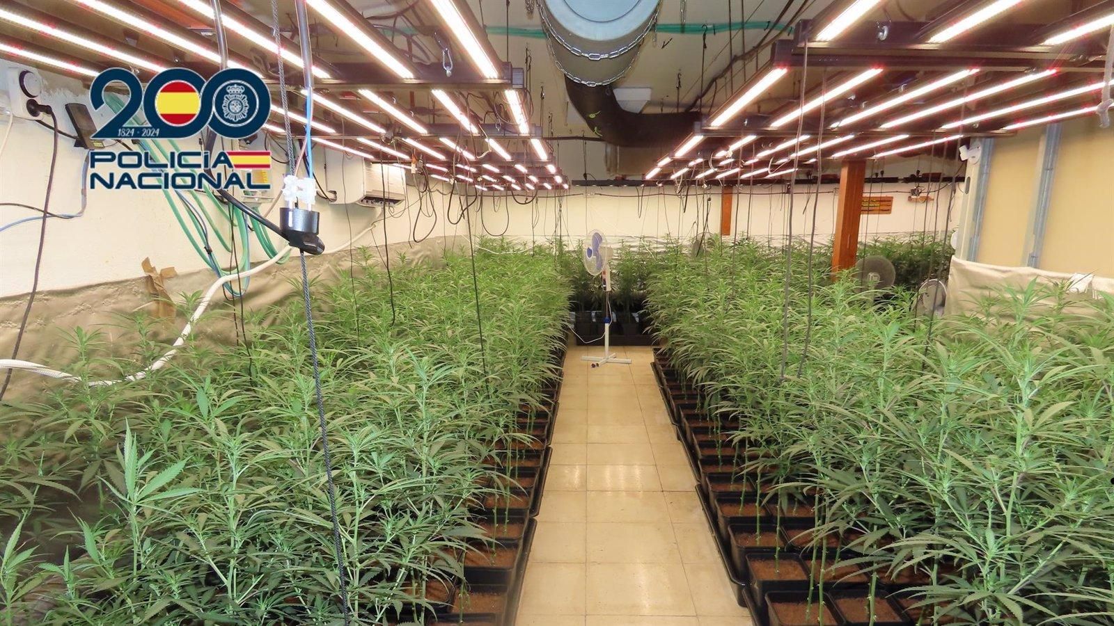 Detenidos tras desmantelar una plantación de marihuana en una vivienda de Aranjuez