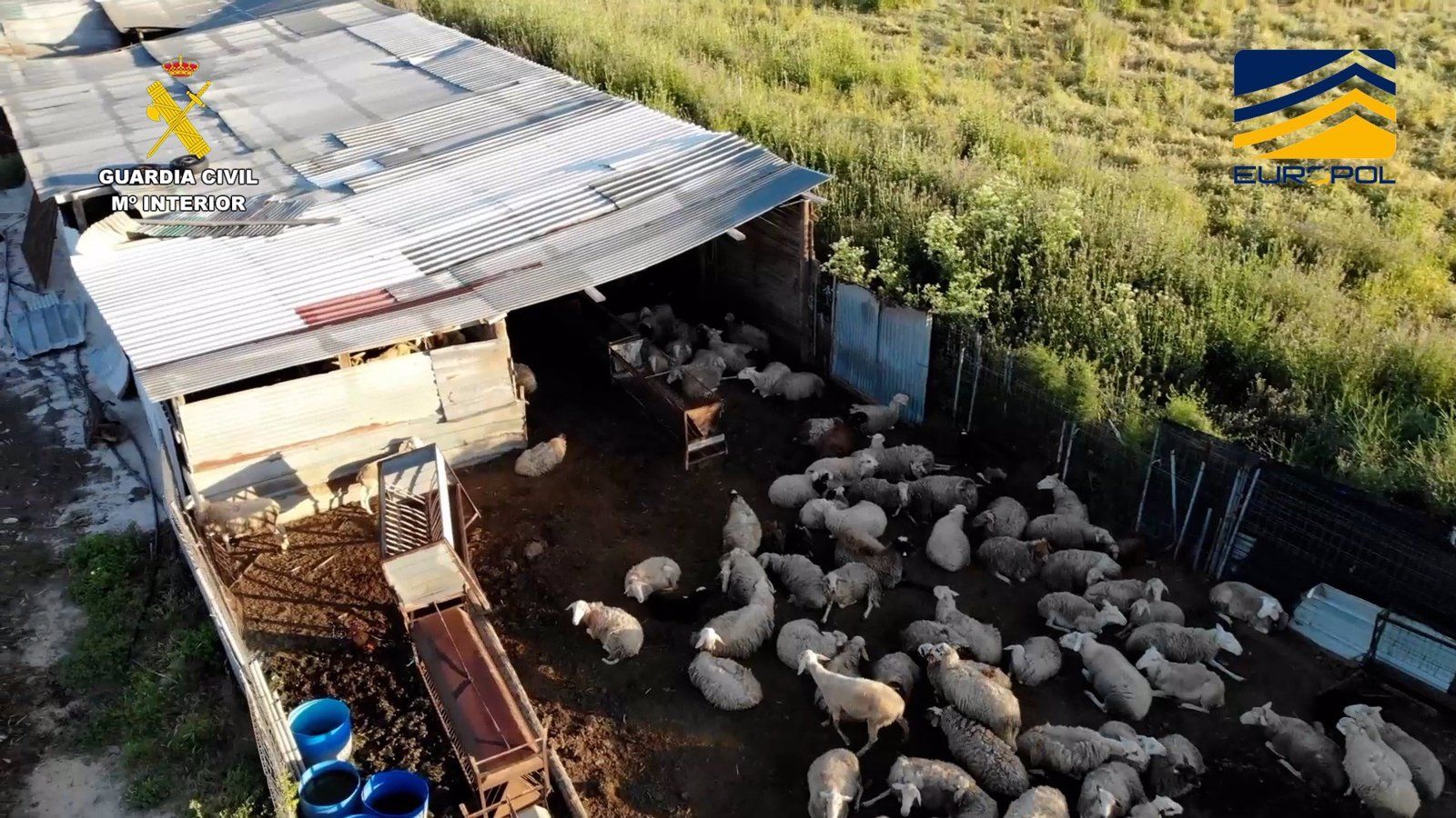 Desarticulan una red de mataderos clandestinos en Toledo, Ávila y Madrid por la venta ilegal de carne