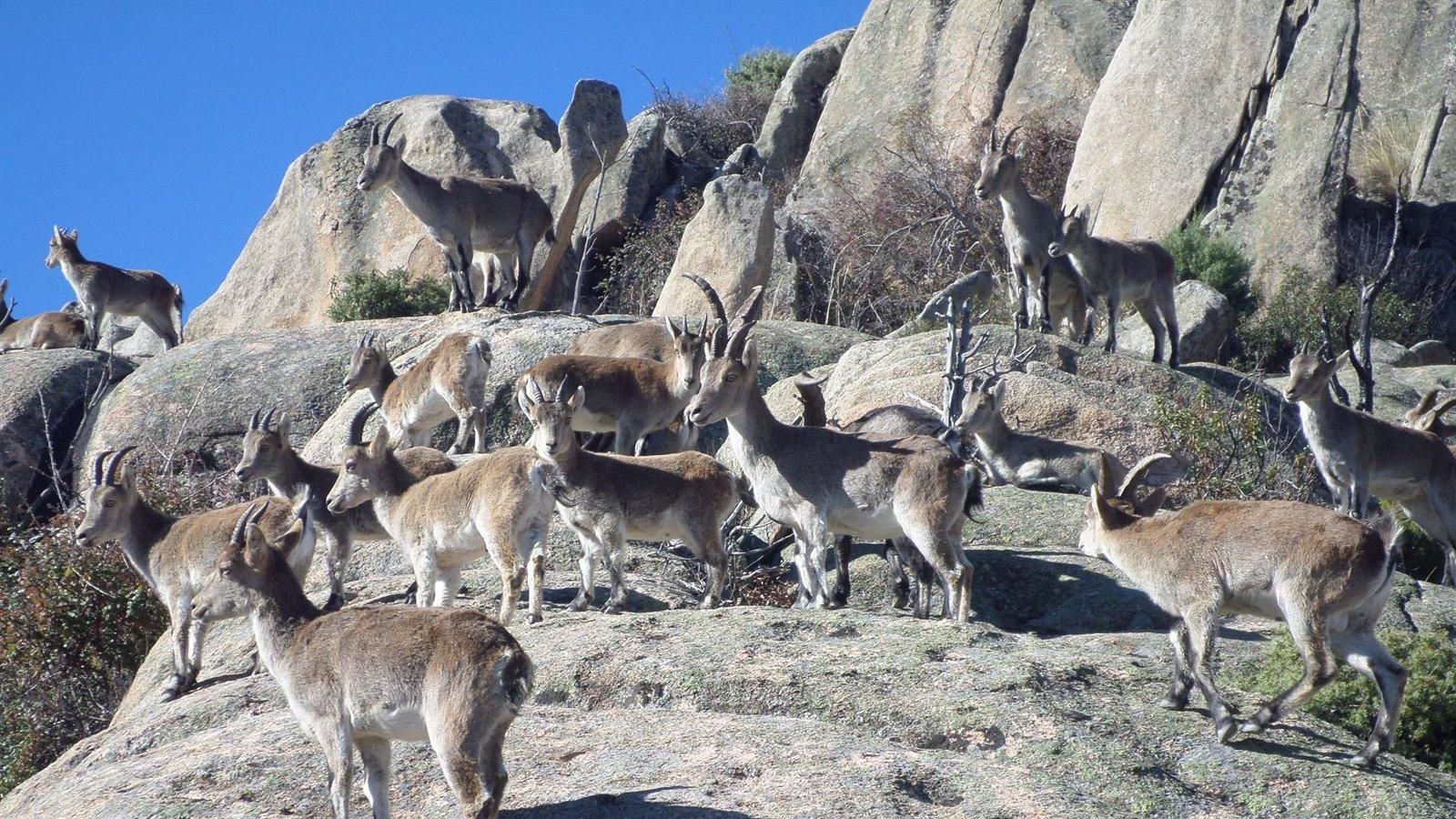 El Gobierno regional creará una reserva biogenética de cabra montés en la Sierra de Guadarrama