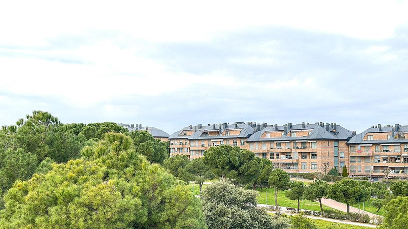 Majadahonda retira cerca de 80 ejemplares del árbol invasor ailanto