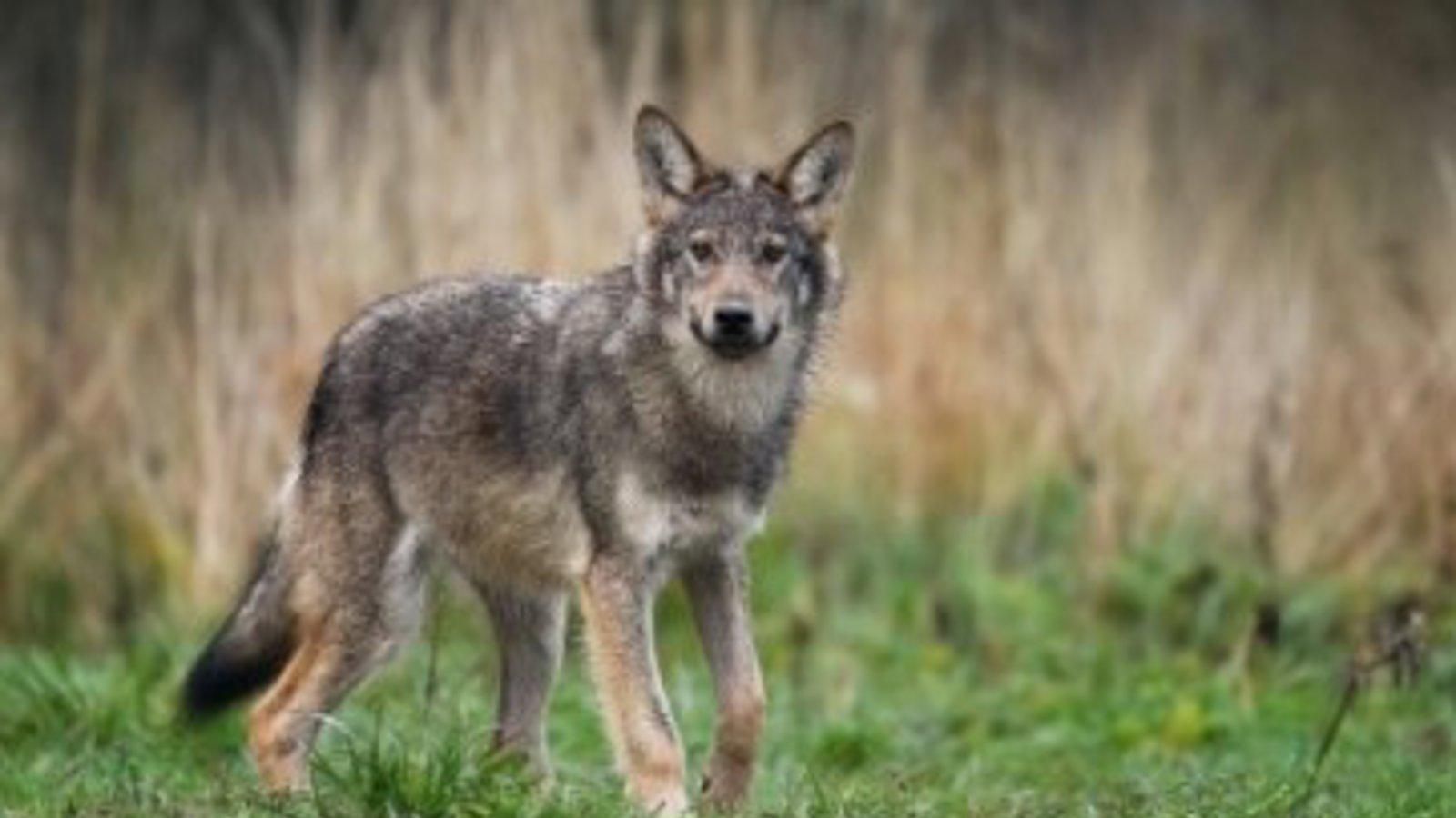 Las comunidades del PP exigen al Gobierno la convocatoria urgente de la Conferencia Sectorial del Lobo