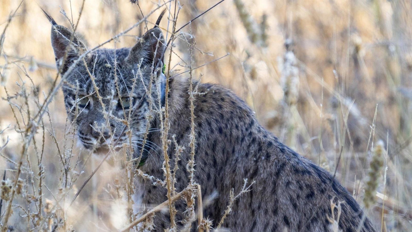El lince ibérico Uraclio recorre varios municipios del este de la Comunidad de Madrid