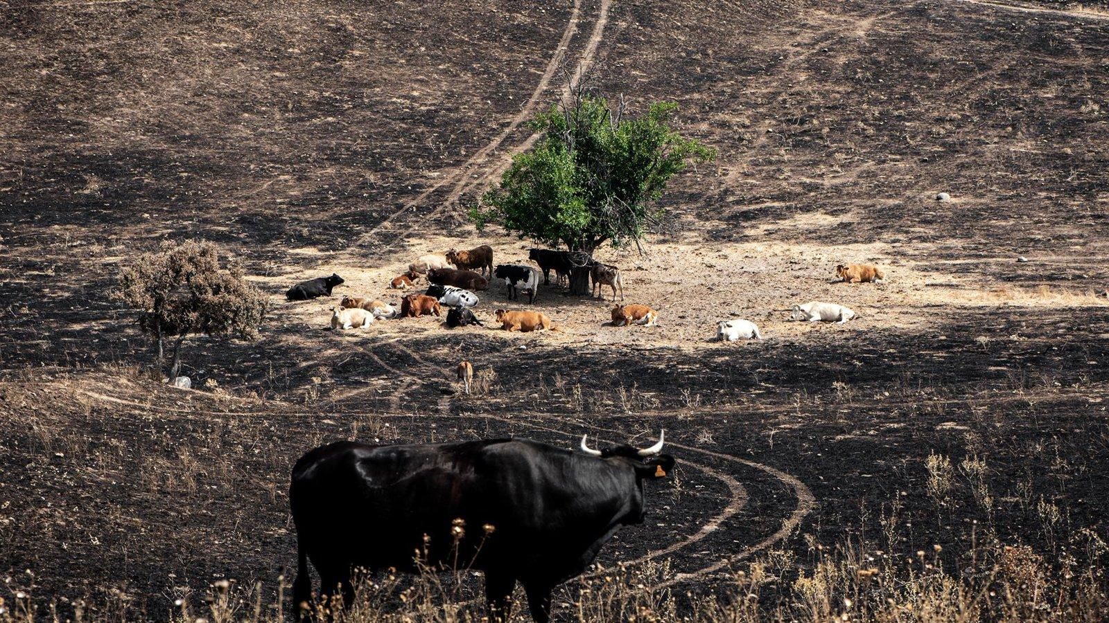 Más de 600 kilos de comida y 40.000 litros de agua para los animales afectados por el incendio de Tres Cantos