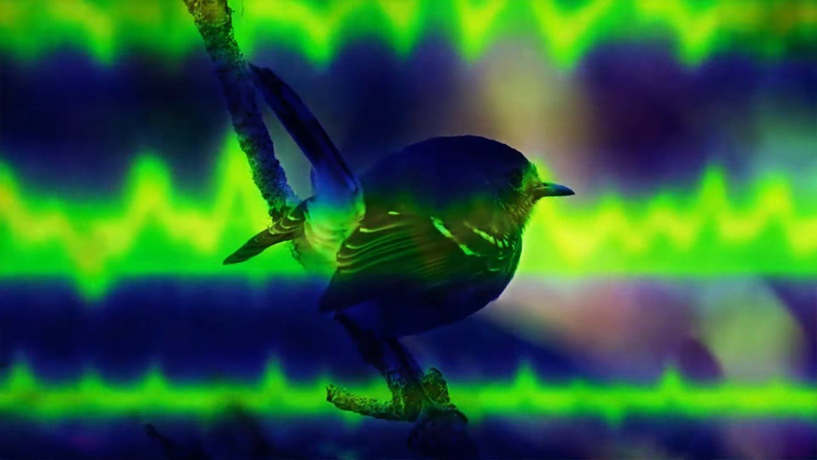 Google mejora Perch, su modelo de análisis acústico para proteger especies