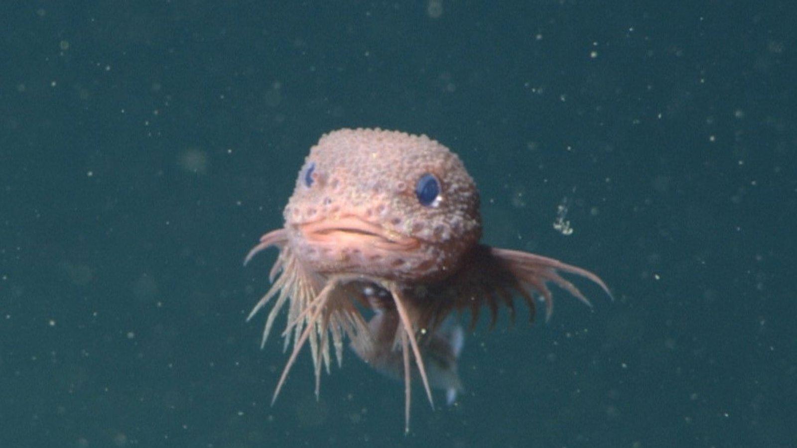 Descubren tres nuevas especies de pez caracol en aguas abisales