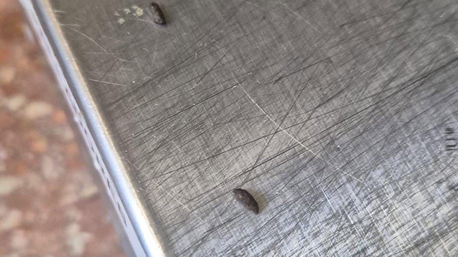 Denuncian la presencia de ratas en el Parque de Bomberos de Tres Cantos