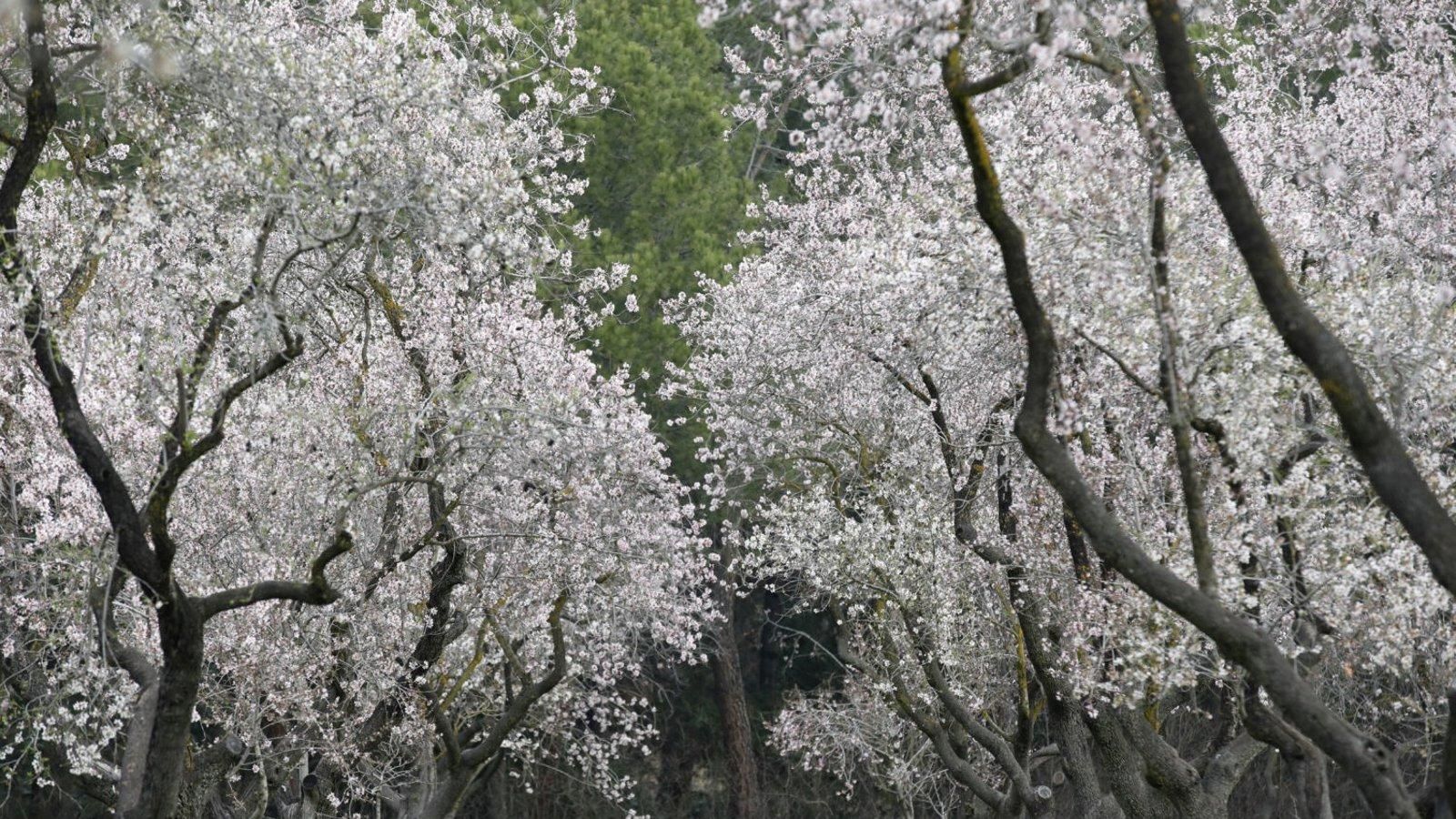 La Quinta de los Molinos, nuevo Bien de Interés Cultural de Madrid por su valor histórico y botánico