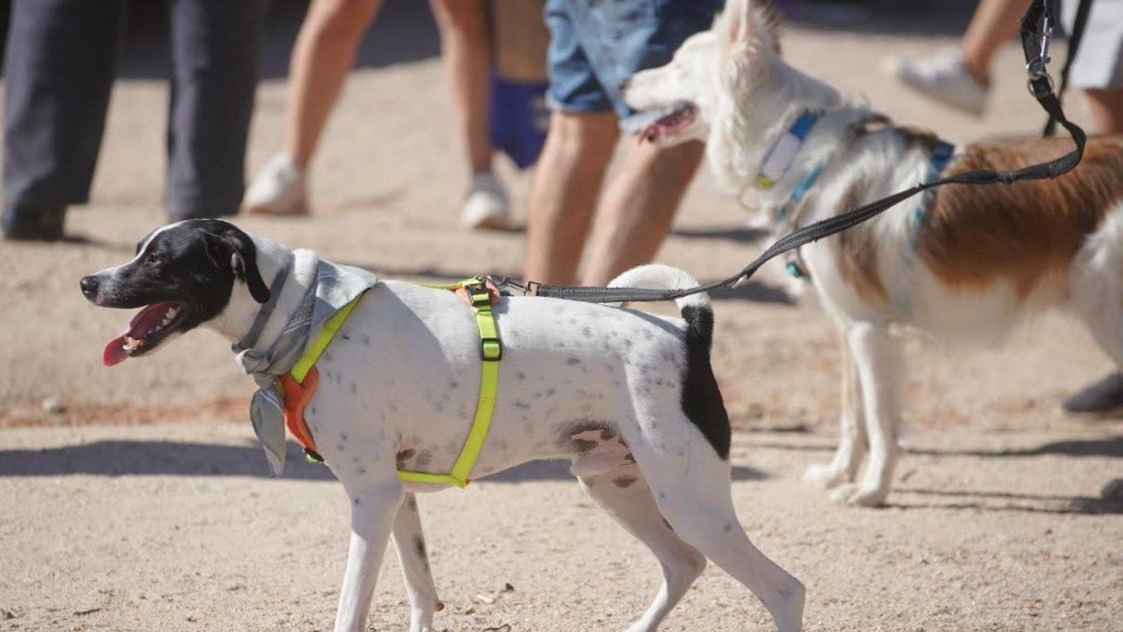 Las Rozas impulsa una campaña para mejorar la recogida de excrementos de perros