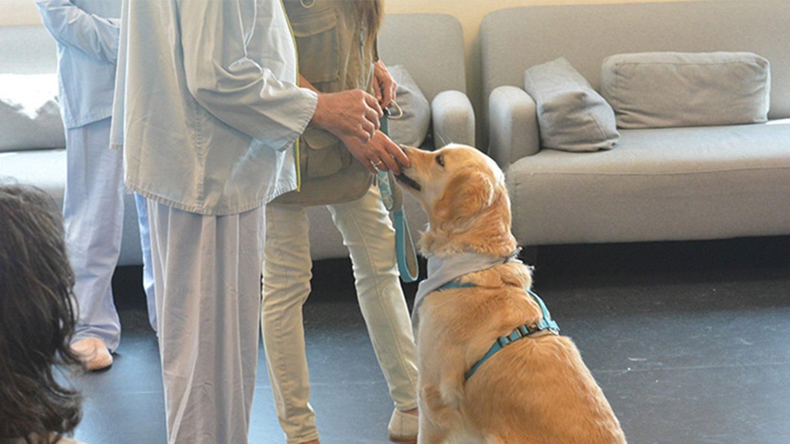 El Hospital de Torrejón introduce una terapia con animales para pacientes psiquiátricos
