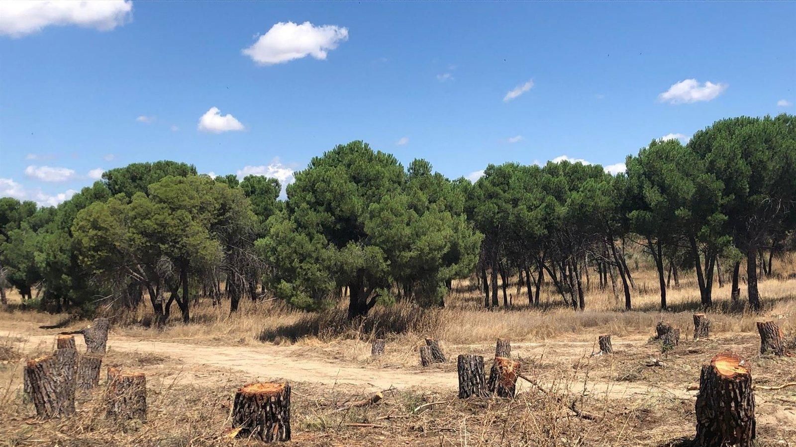 Pozuelo impulsa el desarrollo de Montegancedo con la construcción de 300 viviendas