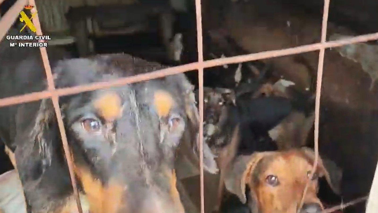 La Guardia Civil libera a 52 perros en condiciones insalubres en Arganda