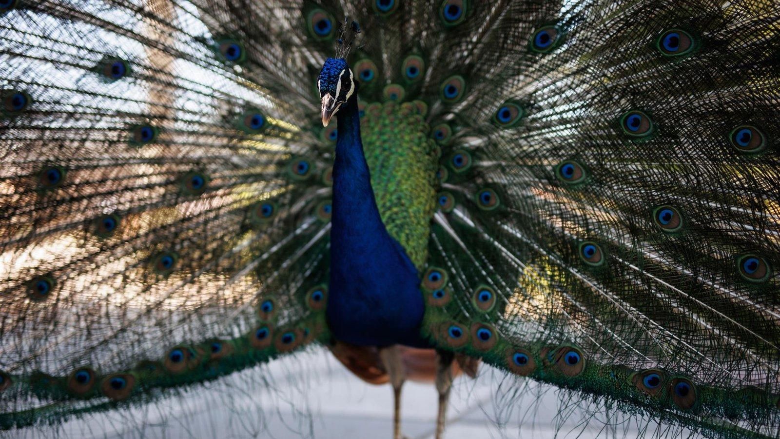 El Ayuntamiento confirma un único caso de gripe aviar en El Retiro y descarta nuevos contagios